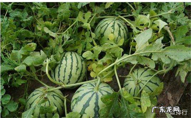 聊城十大特产 聊城特产有哪些