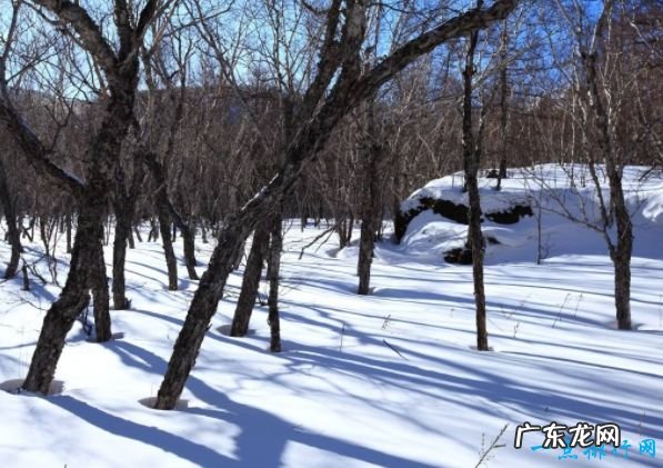 世界上最硬的树 刀枪不入能挡子弹的铁桦木