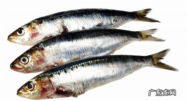 嘌呤高的食物有哪些 十种含嘌呤高的食物排行