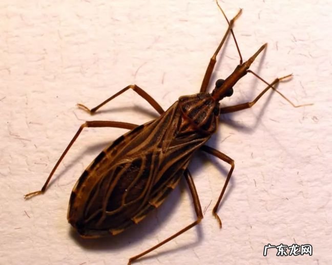 世界上最危险的十大昆虫 排第一的竟然是蚊子!