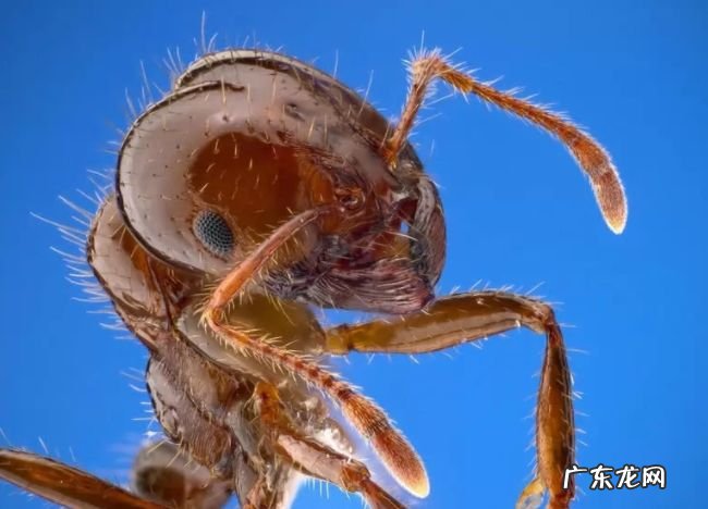 世界上最危险的十大昆虫 排第一的竟然是蚊子!