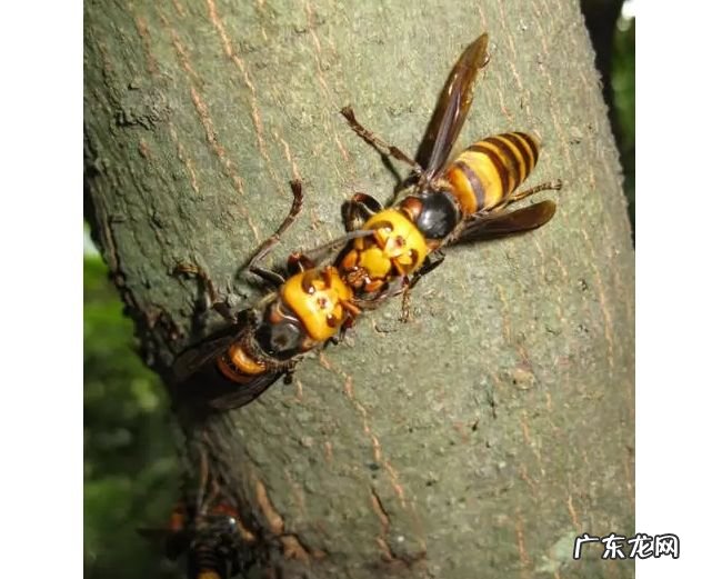 世界上最危险的十大昆虫 排第一的竟然是蚊子!