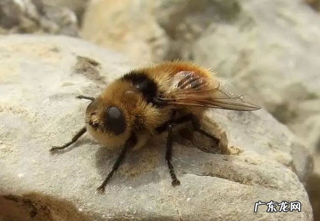 世界上最危险的十大昆虫 排第一的竟然是蚊子!