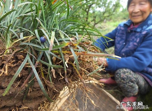 麦冬久服轻身不老怎么解释