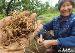 麦冬久服轻身不老怎么解释