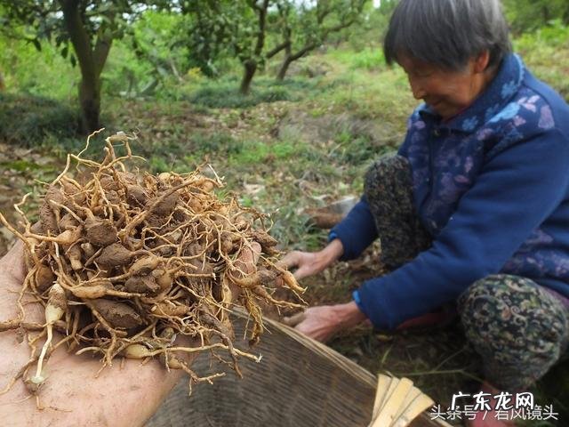 麦冬久服轻身不老怎么解释