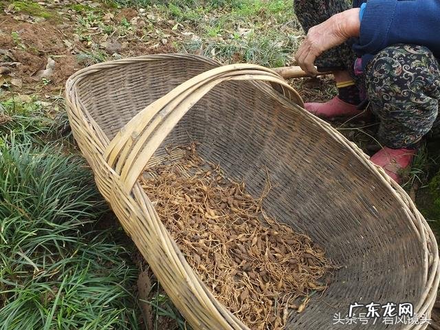 麦冬久服轻身不老怎么解释