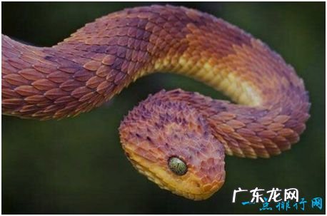 世界上最奇异的蛇,香蛇能散发香味,被妇女制成装饰耳环