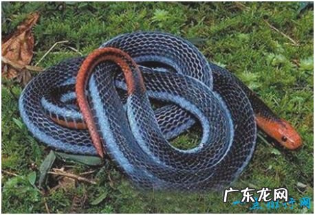 世界上最奇异的蛇,香蛇能散发香味,被妇女制成装饰耳环