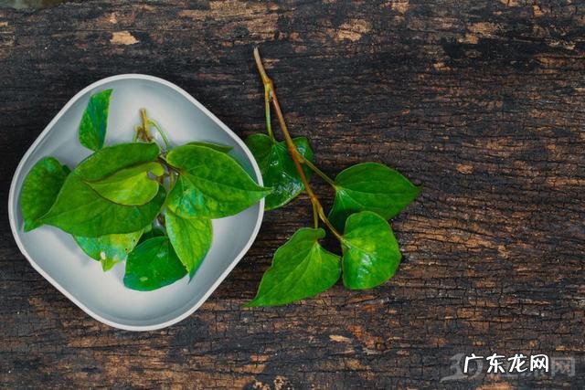 鱼腥草根的功效与作用及食用方法