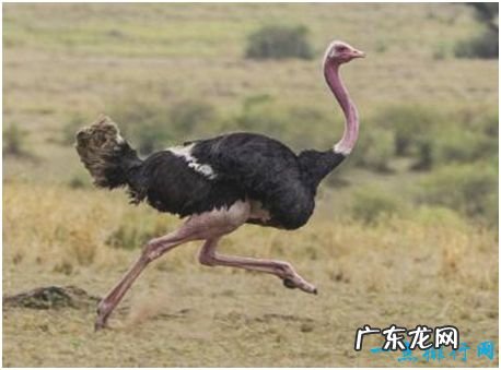 世界上最大的鸟,鸵鸟体长可至3米,不会飞但奔跑能力惊人