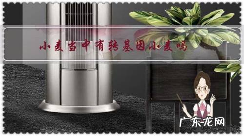 小麦是转基因食品吗 小麦当中有转基因小麦吗?