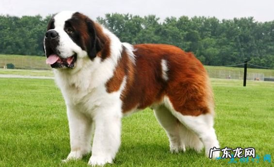 世界上最大的狗排名 德国大丹犬排第一