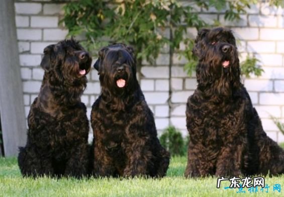 世界上最大的狗排名 德国大丹犬排第一