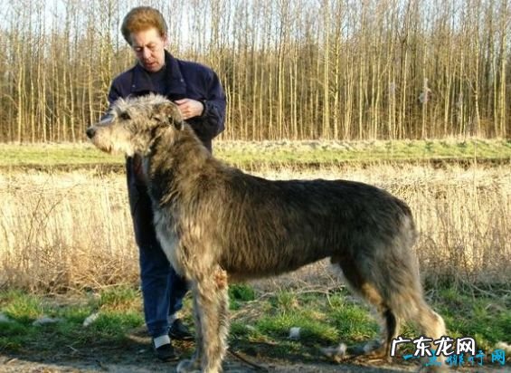 世界上最大的狗排名 德国大丹犬排第一