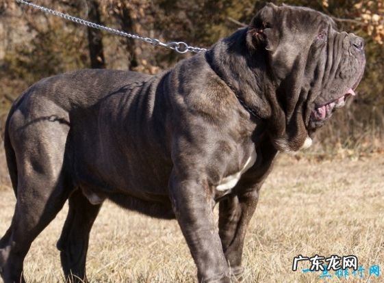 世界上最大的狗排名 德国大丹犬排第一