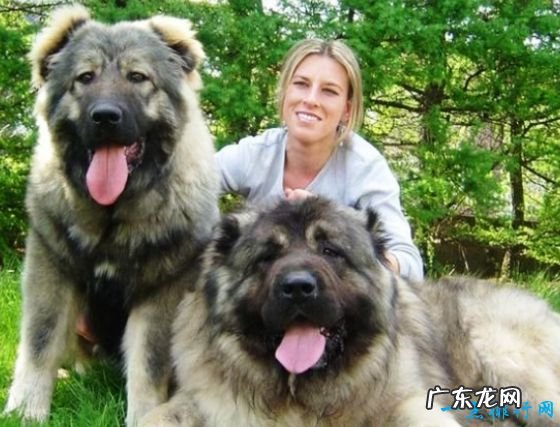 世界上最大的狗排名 德国大丹犬排第一