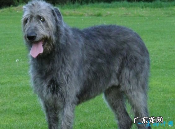世界上最大的狗排名 德国大丹犬排第一