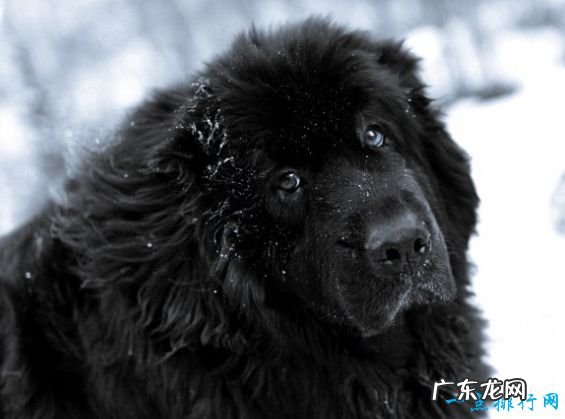 世界上最大的狗排名 德国大丹犬排第一