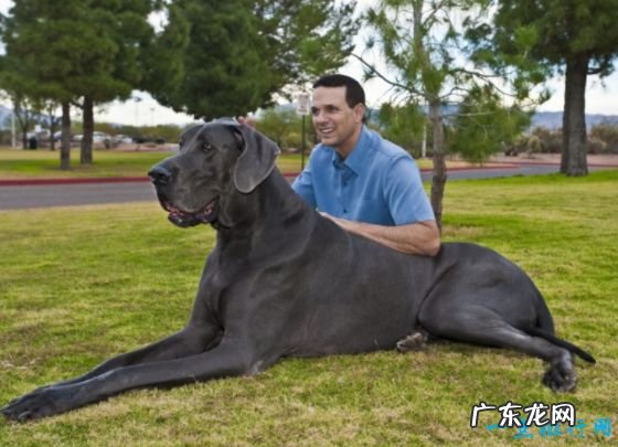 世界上最大的狗排名 德国大丹犬排第一