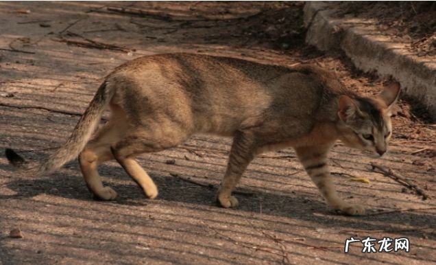 2017年最大的猫排行榜前十名 最重的有25磅