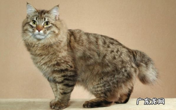 2017年最大的猫排行榜前十名 最重的有25磅