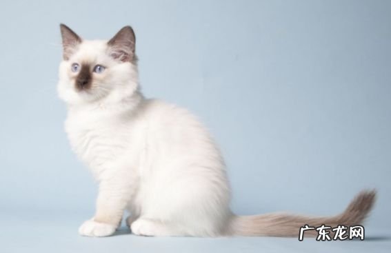 2017年最大的猫排行榜前十名 最重的有25磅