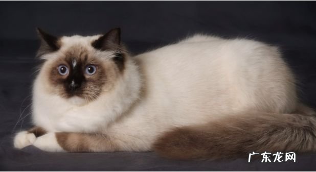 2017年最大的猫排行榜前十名 最重的有25磅