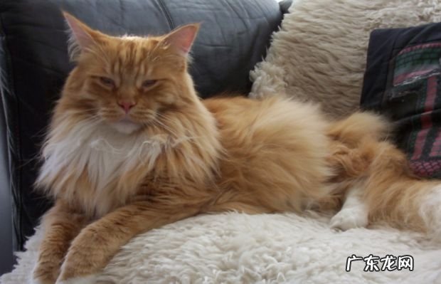 2017年最大的猫排行榜前十名 最重的有25磅