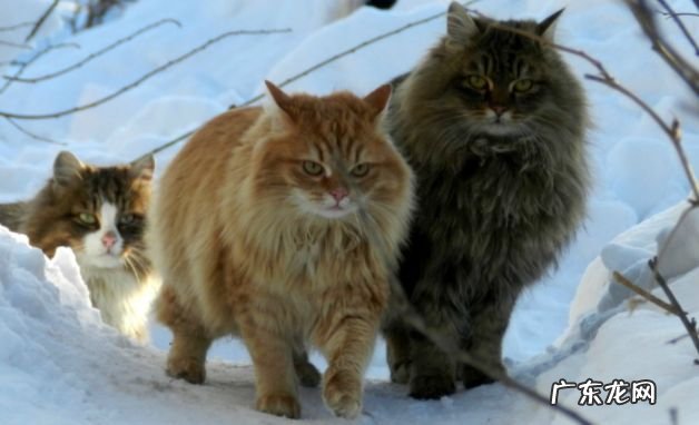 2017年最大的猫排行榜前十名 最重的有25磅