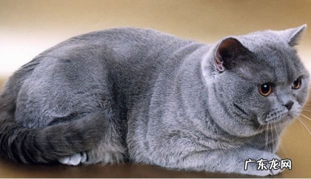 2017年最大的猫排行榜前十名 最重的有25磅