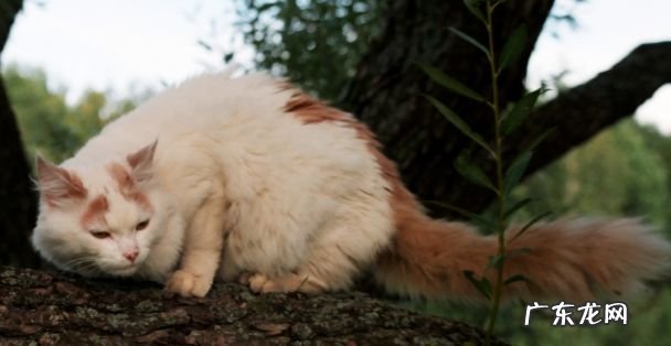 2017年最大的猫排行榜前十名 最重的有25磅