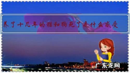 养了十几年的猫和狗死了是什么感受?