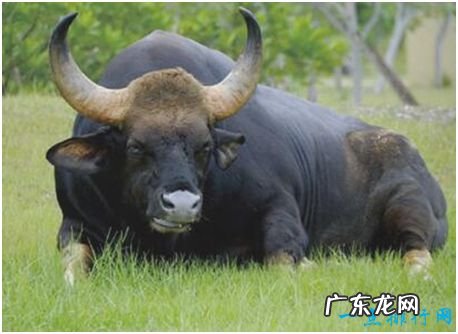 世界上最大的牛,印度野牛肩高可达2.2米,体重可达1225公斤