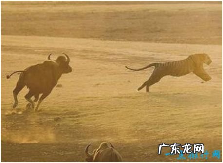 世界上最大的牛,印度野牛肩高可达2.2米,体重可达1225公斤