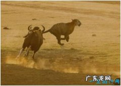 世界上最大的牛，印度野牛肩高可达2.2米，体重可达1225公斤