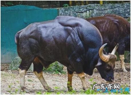 世界上最大的牛,印度野牛肩高可达2.2米,体重可达1225公斤