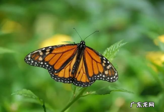 动物界迁徙旅程最长的十大动物 灰鹱每年迁徙6.5万公里