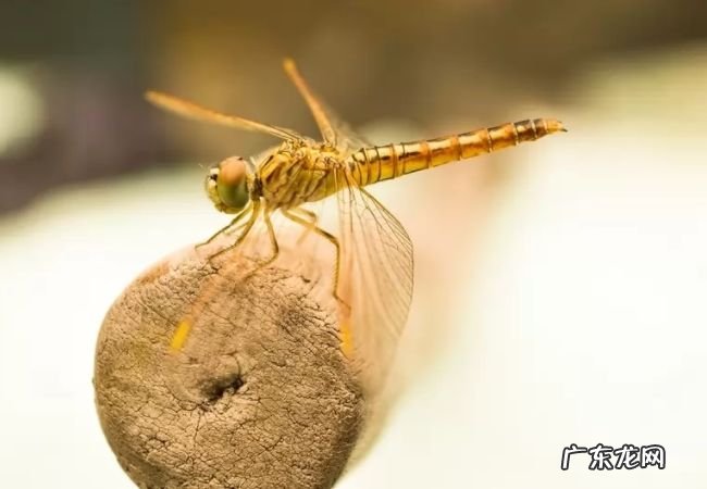 动物界迁徙旅程最长的十大动物 灰鹱每年迁徙6.5万公里