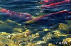 动物界迁徙旅程最长的十大动物 灰鹱每年迁徙6.5万公里