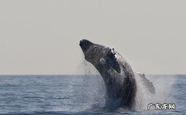 动物界迁徙旅程最长的十大动物 灰鹱每年迁徙6.5万公里