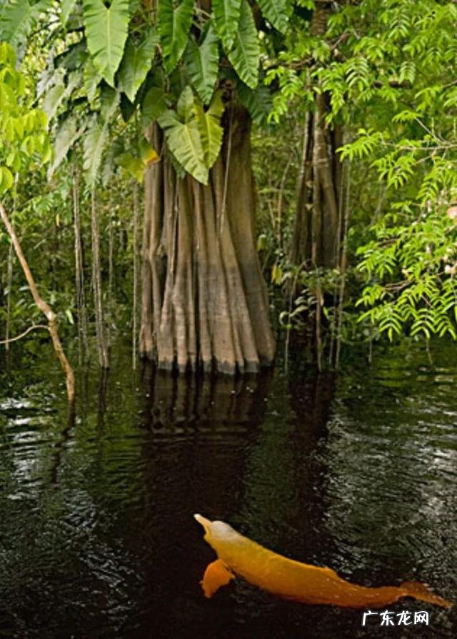 南美洲食肉蚁是“人兽通吃”,这是真的吗