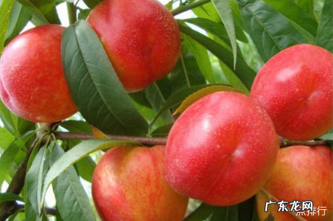 国内十大最好的油桃品种 什么油桃大又甜品种好