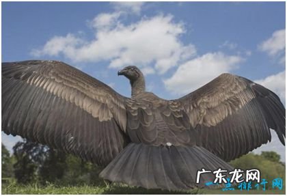世界上最大的飞禽 安第斯神鹫翼展可达5米 濒临灭绝