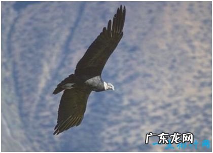 世界上最大的飞禽 安第斯神鹫翼展可达5米 濒临灭绝