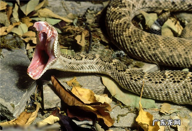 世界十大毒蛇排名 印度眼镜蛇居然不是排第一