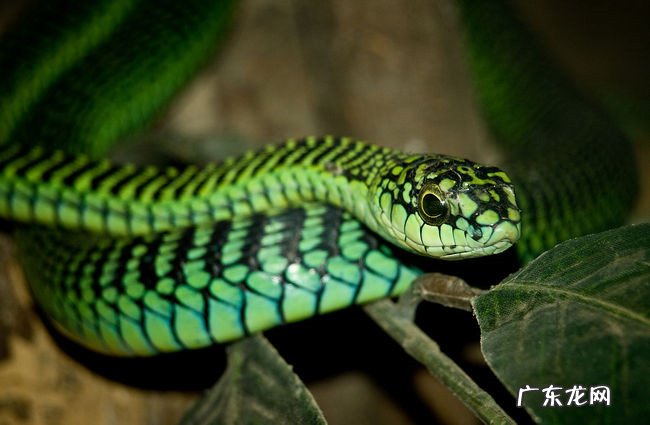 世界十大毒蛇排名 印度眼镜蛇居然不是排第一