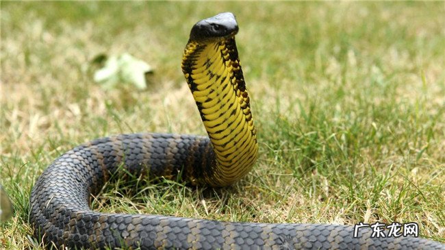 世界十大毒蛇排名 印度眼镜蛇居然不是排第一