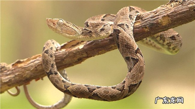 世界十大毒蛇排名 印度眼镜蛇居然不是排第一