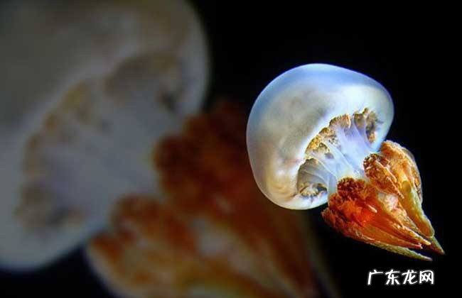 灯塔水母真的永生吗